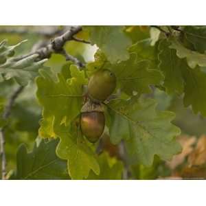  Quercus Pubescens, or White Oak Acorns, France 