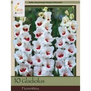  Honeyman Farms Gladiolus Fiorentina Pack of 10 Bulbs 