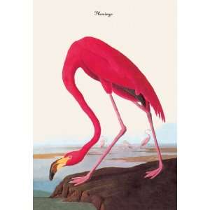  Flamingo 24X36 Giclee Paper: Home & Kitchen