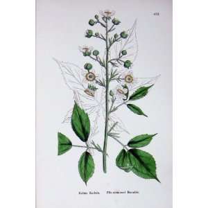  File Stemmed Bramble Botany Plants C1902 Rubus Radula 