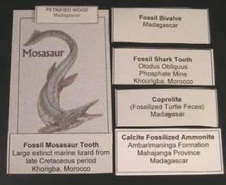 Quality Fossil Specimen Set Ammonite Coprolite Fossil Teeth Petrified 