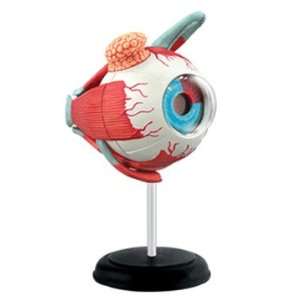  Tedco Human Anatomy   Eyeball Anatomy Model Toys & Games