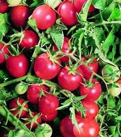 Amish Salad Tomato 4 Plants   Excellent Flavor   Cherry  