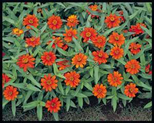 Zinnia Profusion Orange Seeds Pase Seeds  