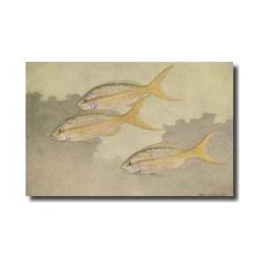  Three Yellowtail Snapper Swimming Together Giclee Print 