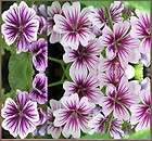 STUNNING FRENCH HOLLYHOCK ~ MALVA ZEBRINA~ FLOWER SEEDS