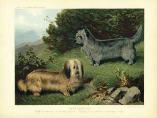 EARLY SKYE TERRIER DOG COLOR ANTIQUE DOG PRINT 1881  