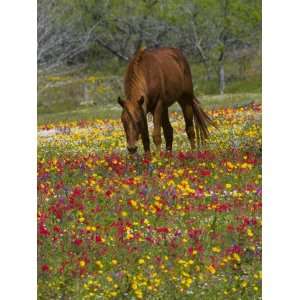 Quarter Horse in Wildflower Field Near Cuero, Texas, USA Stretched 