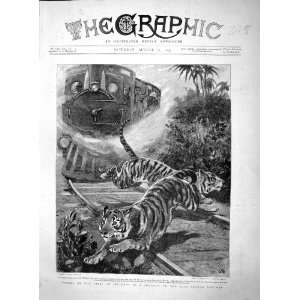  1895 Tigers East Indian Railway Train Antique Print