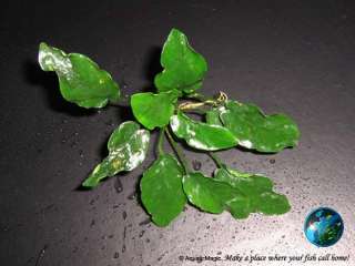 Anubias nana Wrinkled leaf   Live Aquarium Plant RARE  