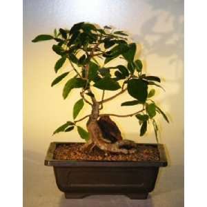 Ficus Bonsai Tree   Root Over Rock (ficus natalensis) 