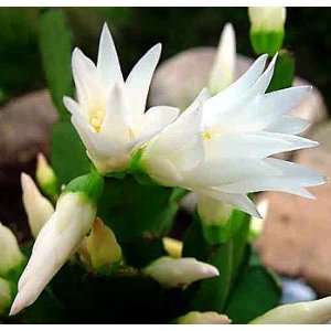   Easter Cactus   Rhipsalidopsis   4 Hanging Pot Patio, Lawn & Garden