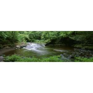 River Flowing through a Forest, Ricketts Glen State Park, Pennsylvania 