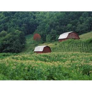  Tobacco Field and a Pair of Red Barns Near Taylorsville 