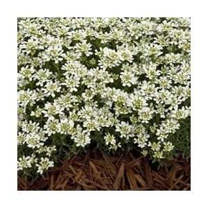  Candytuft   Tahoe Perennial Flower Patio, Lawn & Garden