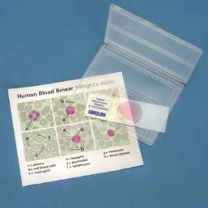  Human Blood Self Study Kit, Microscope Slide: Industrial 