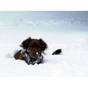  Dog Walks in Deep Snow in Dalmuir Park in Clydebank 