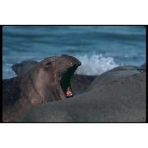   Mammal Canvas Art Elephant seal cow,Isla Guadalupe