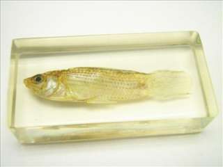 Fish Specimen   White Molly  