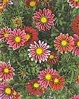 gazania flower  