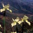 10 Moraea alticola Seeds – South African Bulb Seeds