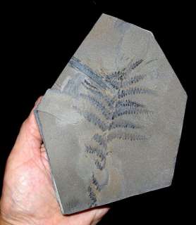  , Westphalian, (310 million years ago). Dimension matrix 170x120mm