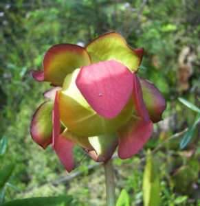   wetlands perennial that prefers to grow in acidic fresh water and