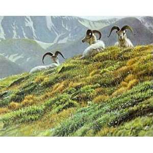   Bateman   Mountain Meadow Dall Sheep Artists Proof: Home & Kitchen