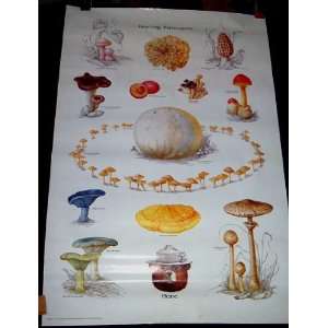  U.S. Forest Service Mushrooms And Fungi Nature Poster 