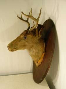 DEER~JEKYLL HYDE EYED WALL MOUNT~Taxidermy~Animal House MAN CAVE 