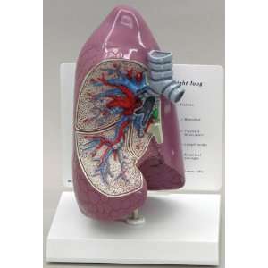  Lung Anatomical Model: Industrial & Scientific