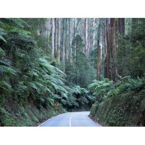  Road and Mountain Ash Forest, Victoria, Australia, Pacific 
