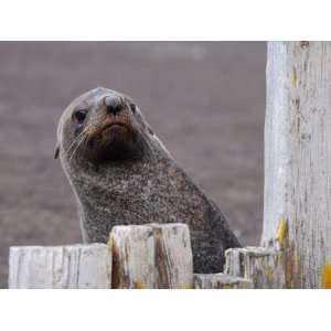  Antarctic Fur Seal Peering from Behind Logs Stretched 