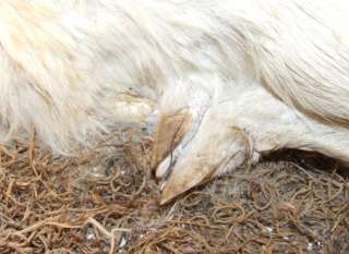 Albino Whitetail Fawn Deer Taxidermy Full Body Mount White Doe Buck 