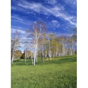 Stand of Paper Birch Trees in Autumn, Betula Papyrifera, Near South 