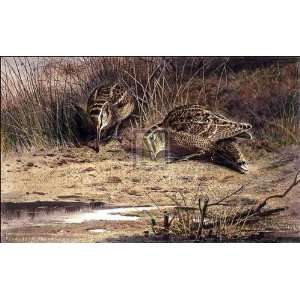  Hungry Woodcock Pm By Archibald Thorburn Highest Quality 