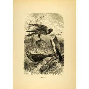 1885 Lithograph Harriers Diurnal Hawks Birds of Prey Habitat Fauna 