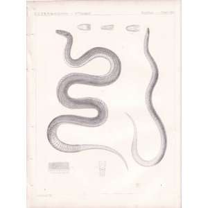 Worm Snake from 1860 Reports of Explorations and Surveys, to Ascertain 