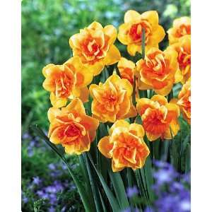  Double Beauty Daffodil 5 Bulbs   Deer Resistant Patio 