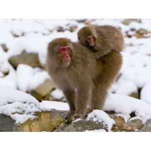  Japanese Macaque, Mother Carrying Baby Through the Snow 