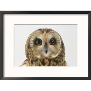  Short Eared Owl, Asio Flammeus Art Styles Framed 