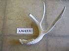 Whitetail deer antler horn crafts art projects AW0244  