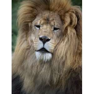  Lion, Chessington Zoo, Surrey, England, United Kingdom 
