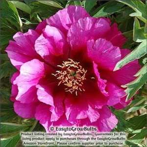  Peony Morning Lilac (Itoh)   1 bare root plant   3/5 eye 