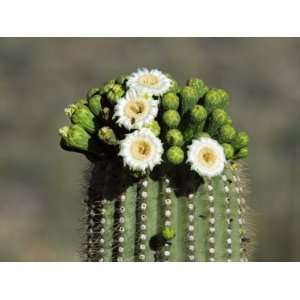  Saguaro Cactus Buds and Flowers in Bloom, Organ Pipe 