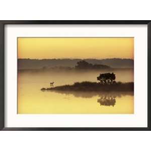  Early Morning Mist Shrouds Black Duck Pond with a Sika Deer 
