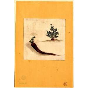  1800 Japanese Print . Parsnips or carrots with plant 