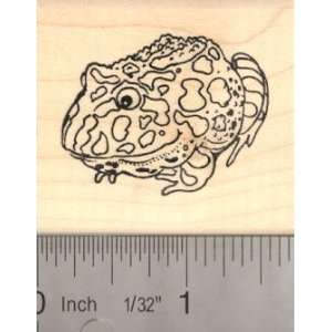  Pacman Frog (AKA South American horned frogs) Rubber Stamp 