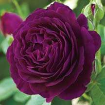 Twilight Zone Grandiflora Rose Bush BRAND NEW PREORDER SHIPS IN SPRING 