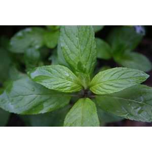 English Mint Herb Plant   Good Scents   Mentha   4 Pot 
